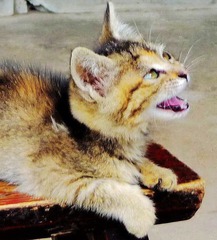 猫咪