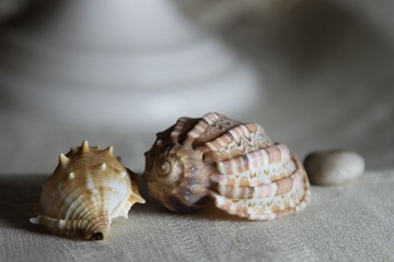 海螺