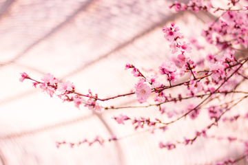 生命的轮回中此生为樱花