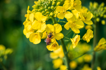 花间照·蜜蜂采花忙