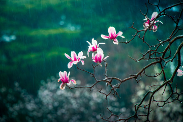 丝丝细雨娇娇玉兰·Drizzling rain, Delicate Yulan Magnolia