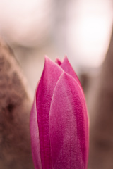 紫玉兰的破晓时分