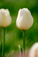 白色郁金香伴着朝露