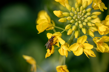 花间照·油菜花的齿轮，小蜜蜂的春天