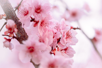 朵朵美人梅·Prunus