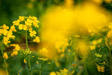 花间照·春日的黄色浪漫