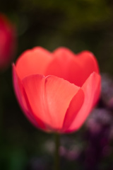 透着光的郁金香宛若夜光杯