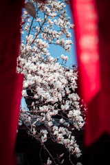 许愿树下高仰玉兰