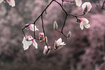 细雨中的粉嫩玉兰