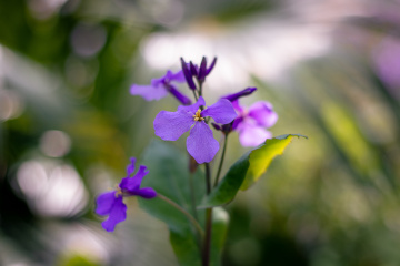 树荫下的二月兰