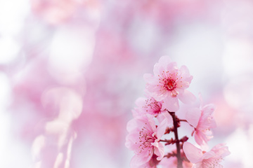 粉红色的回忆·早樱