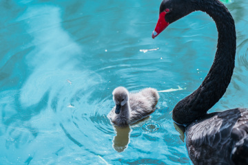 黑天鹅的亲子时光