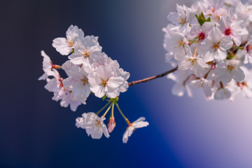 樱花遇上广告版