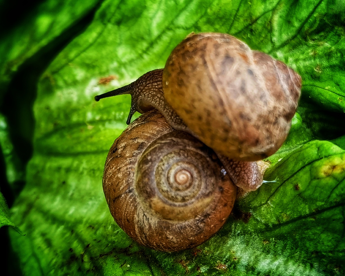 两只蜗牛就像俩个调皮的孩子一样玩起了叠罗汉.