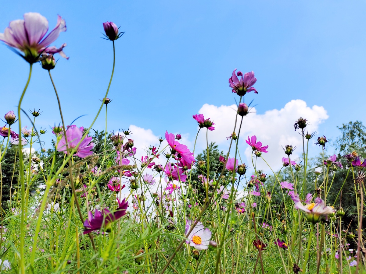 拍摄于哈尔滨外滩湿地公园各种野花野草形成了花海一片漂浮在湖泊水面