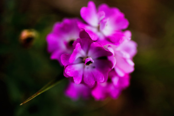 6EA18057-83EE-4EAE-B9F8-C9B253A86FA0/L0/001