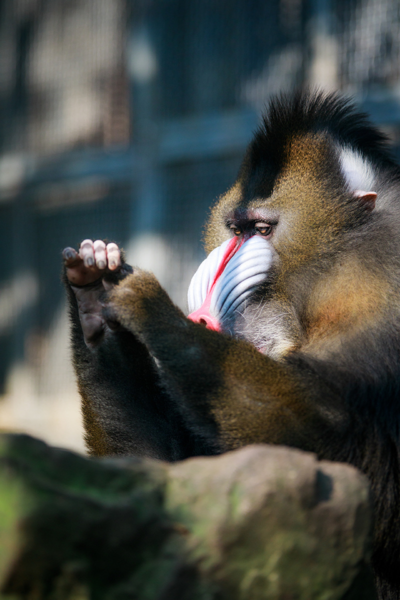 山魈有点酷又有点萌