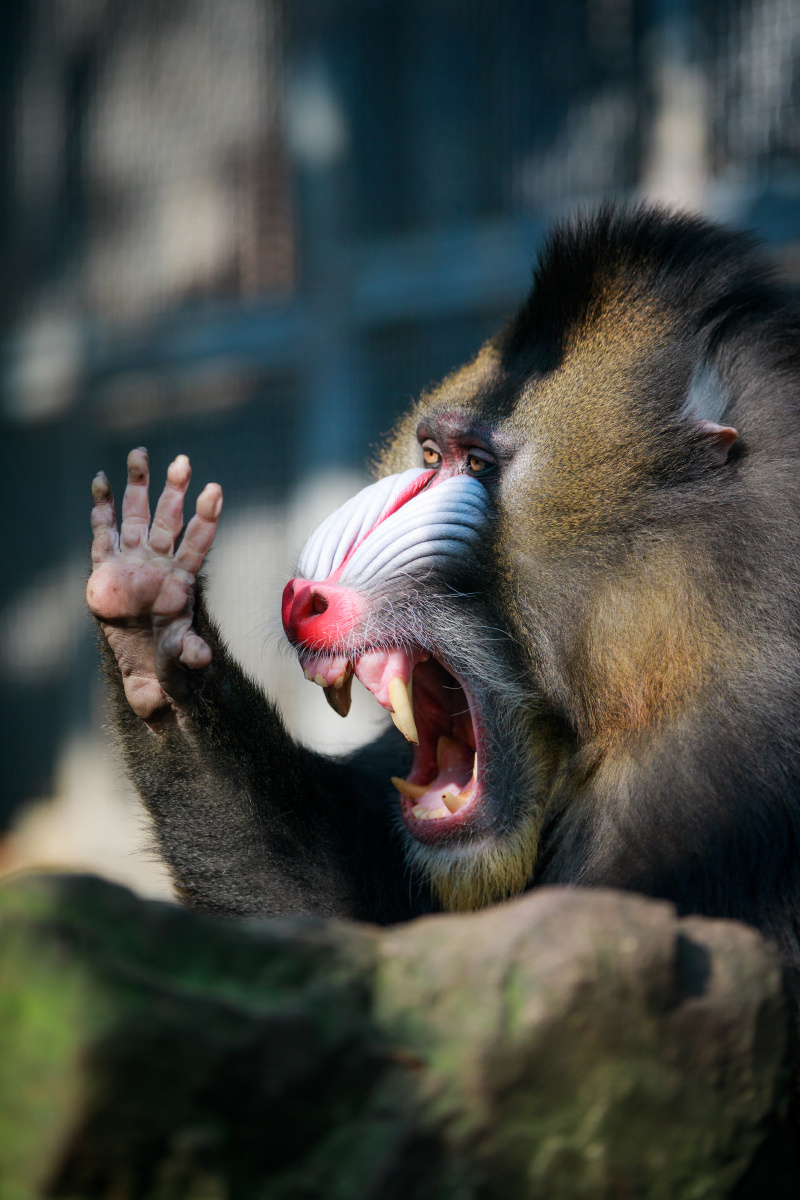 山魈有点酷又有点萌