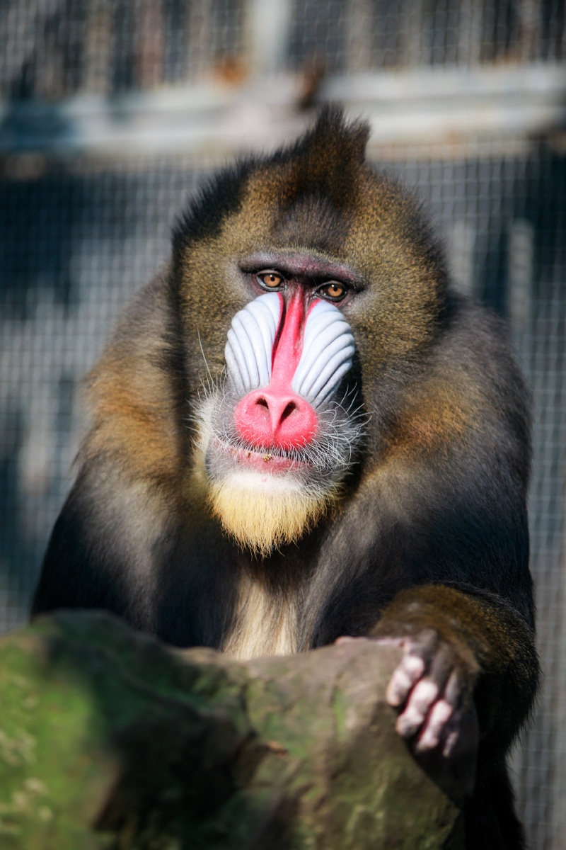 山魈有点酷又有点萌