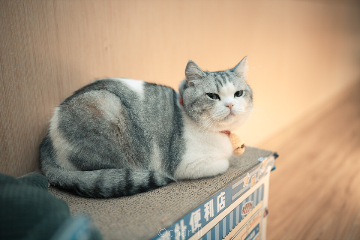 杭州的网红猫大头