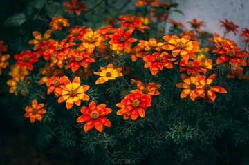 C3C80356-B0E5-4FAB-A8DF-64D4381214B0/L0/001