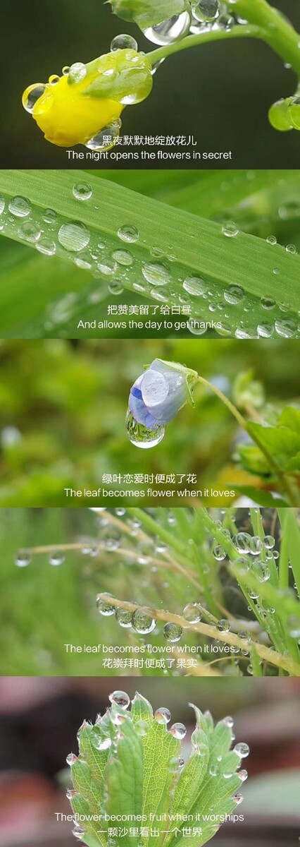 绿叶恋爱时便成了花