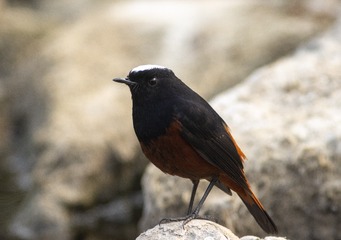 1182871