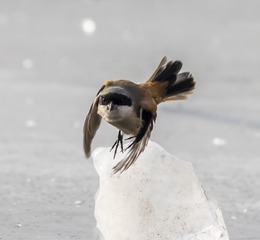 11903