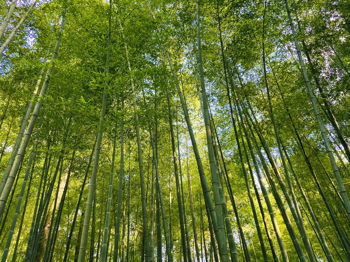 竹林- vanmonetruyi - 图虫