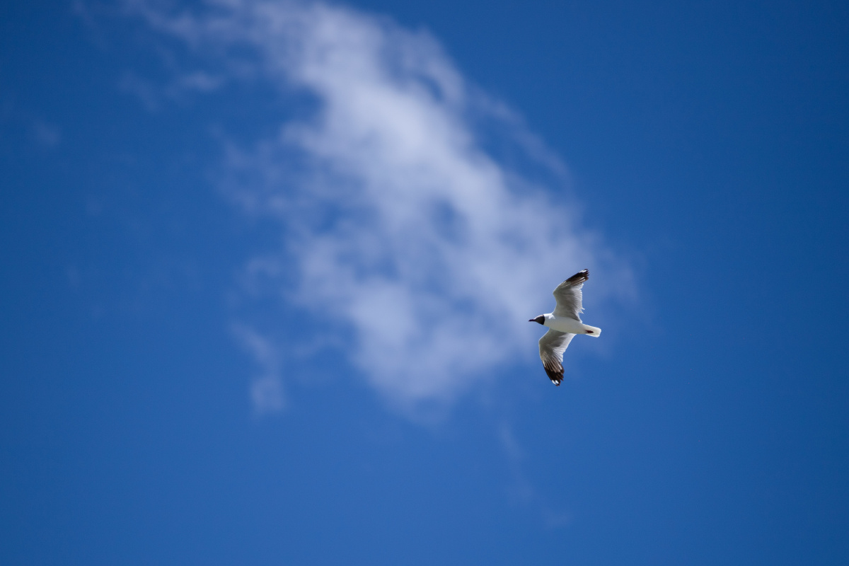 海鸥永远属于蓝天