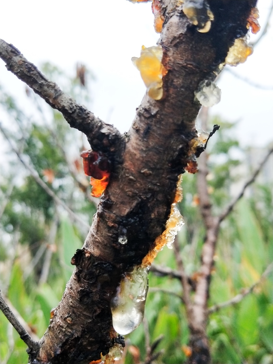 蚌病成珠桃病出胶