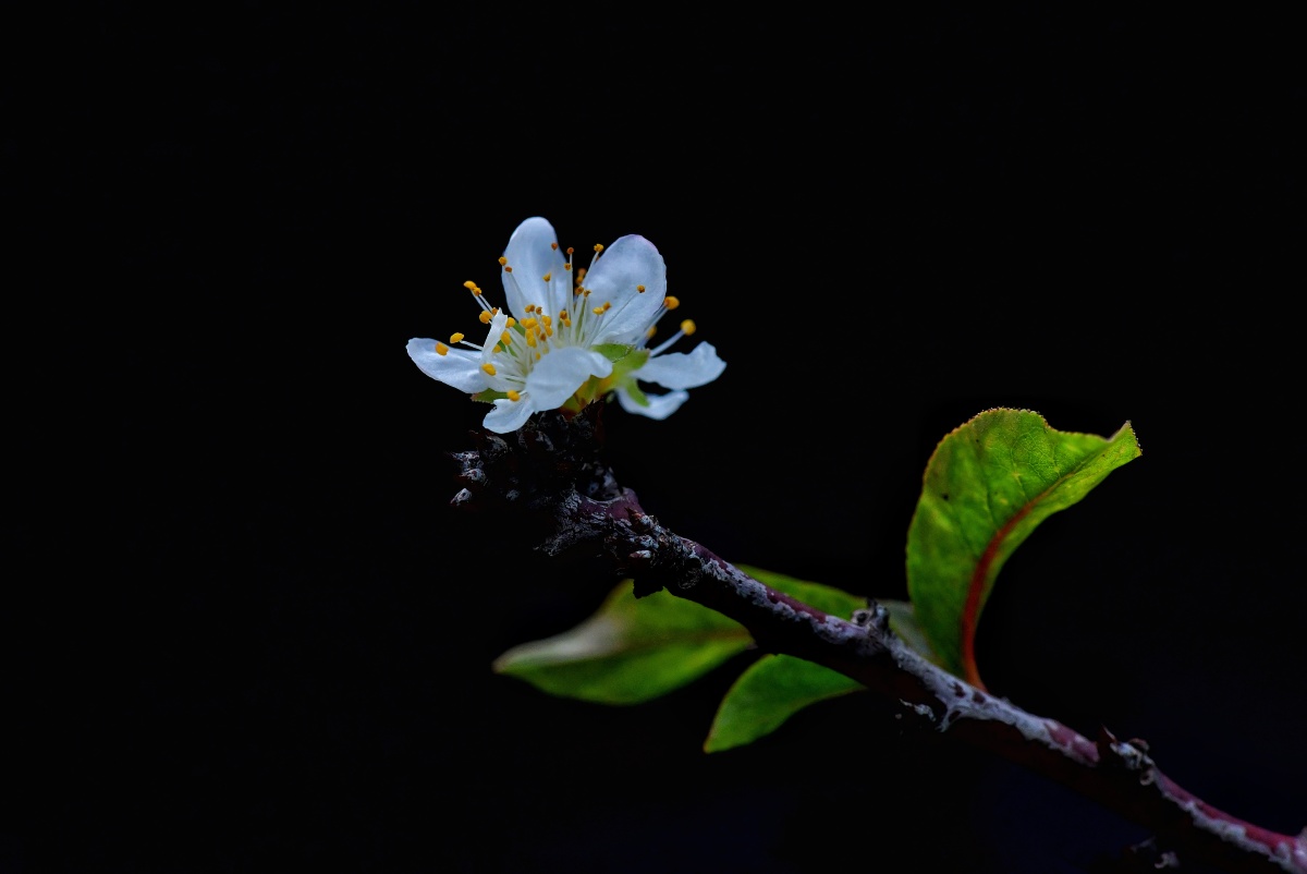 黑色背景的李花