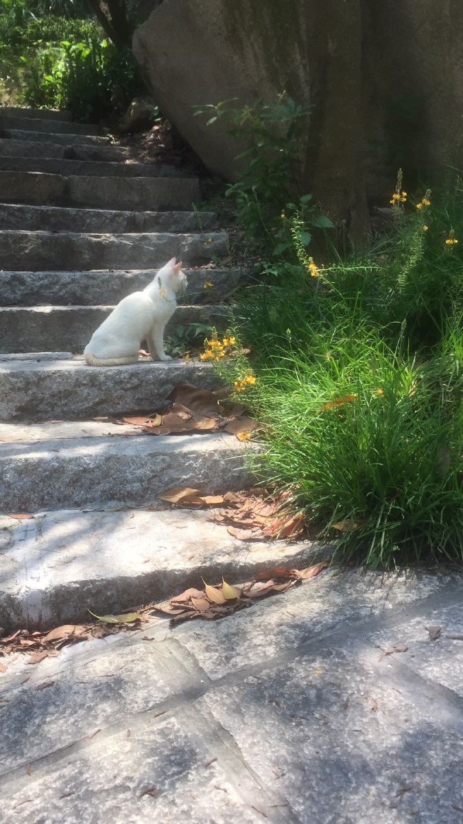 猫咪诗与远方不要打扰思考望石猫在静静的思考人生