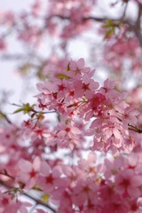 E5E09F14-EFB4-45D9-96ED-976AEFCF44DB/L0/001