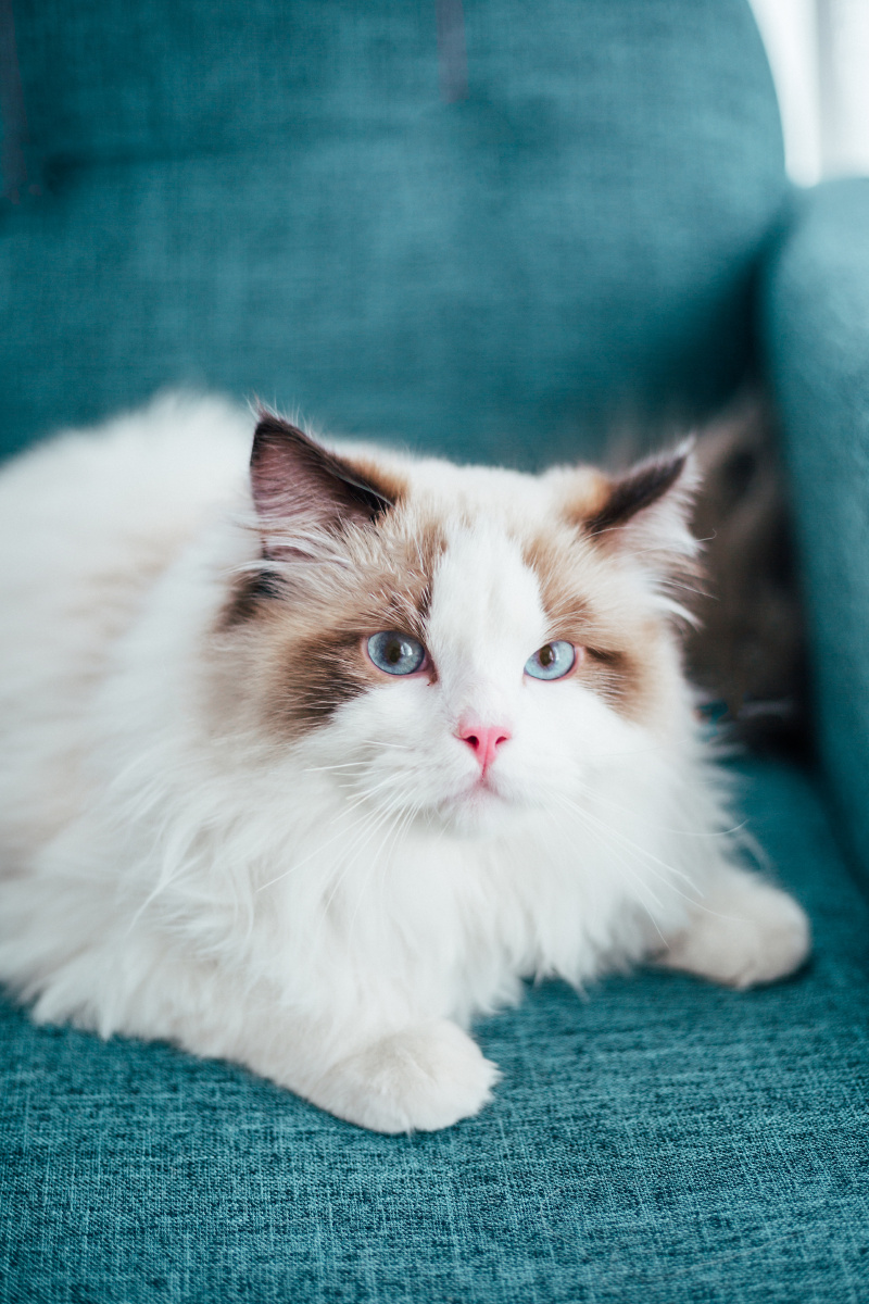 布偶猫中的精灵