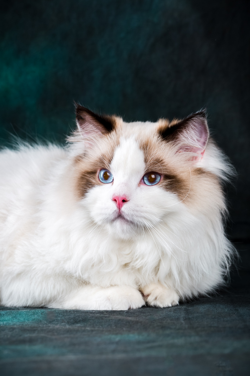 布偶猫中的精灵