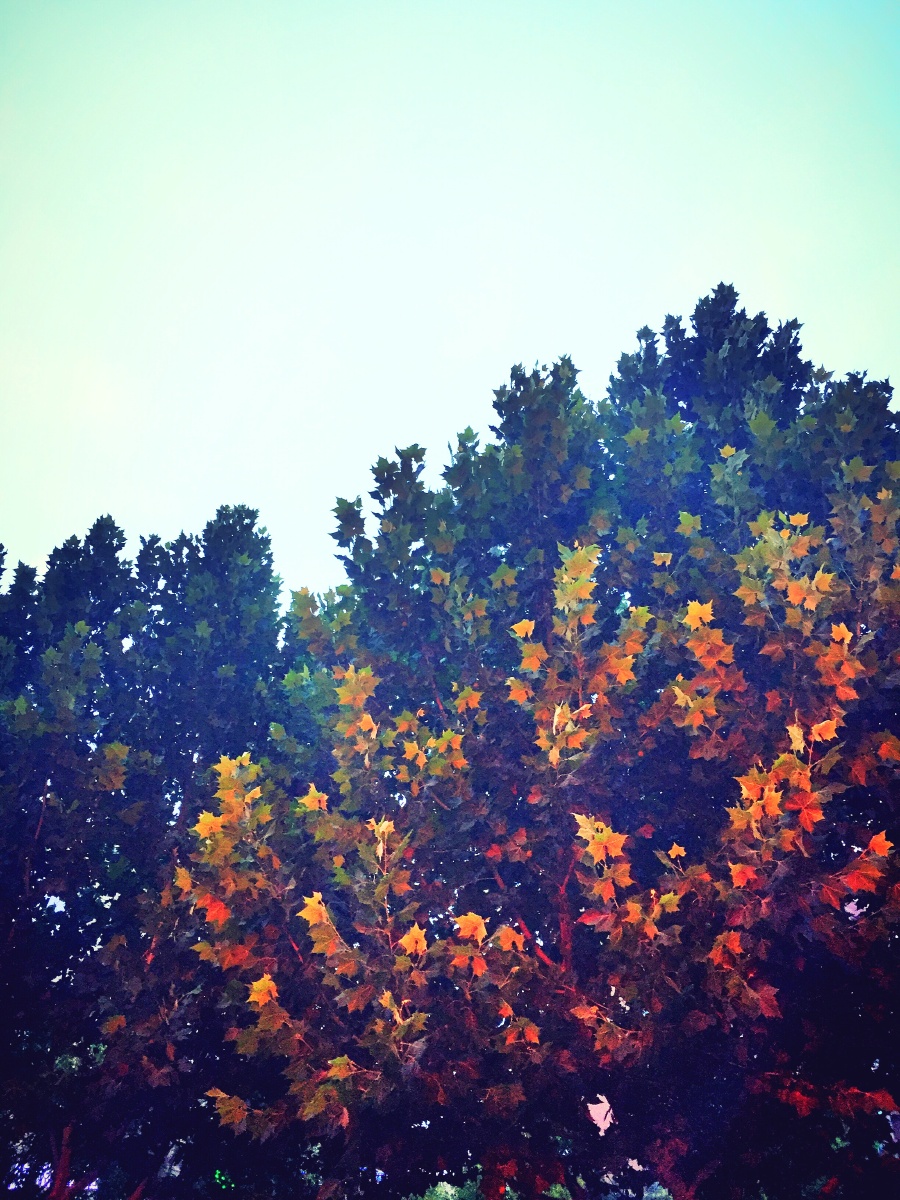 路边的法国梧桐树碰巧的色碰巧的光还是拍不完油画般的美