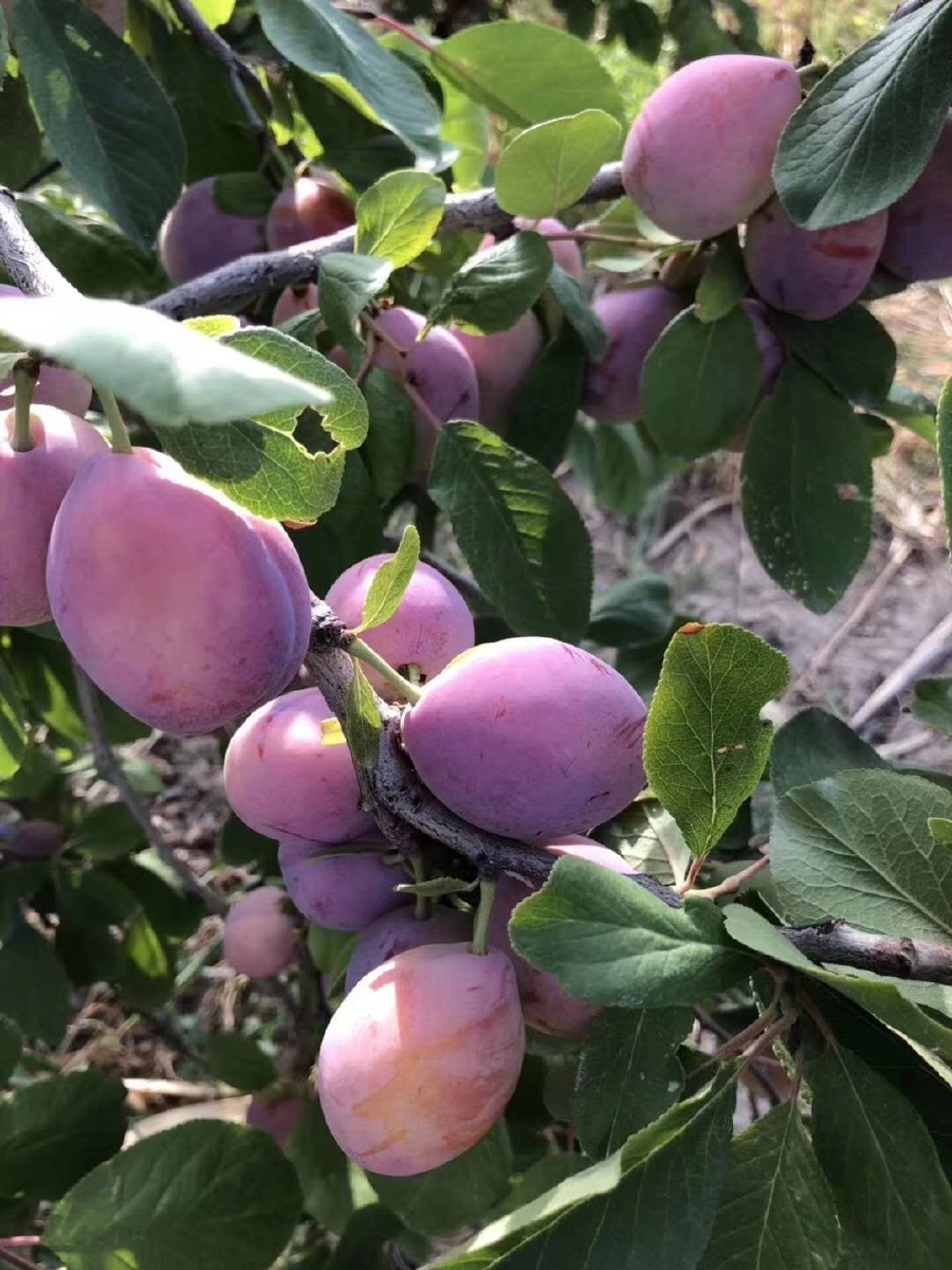 79丰收的季节西梅挂满枝头压弯了树梢西梅的甜蜜恰似古丽露出的迷人