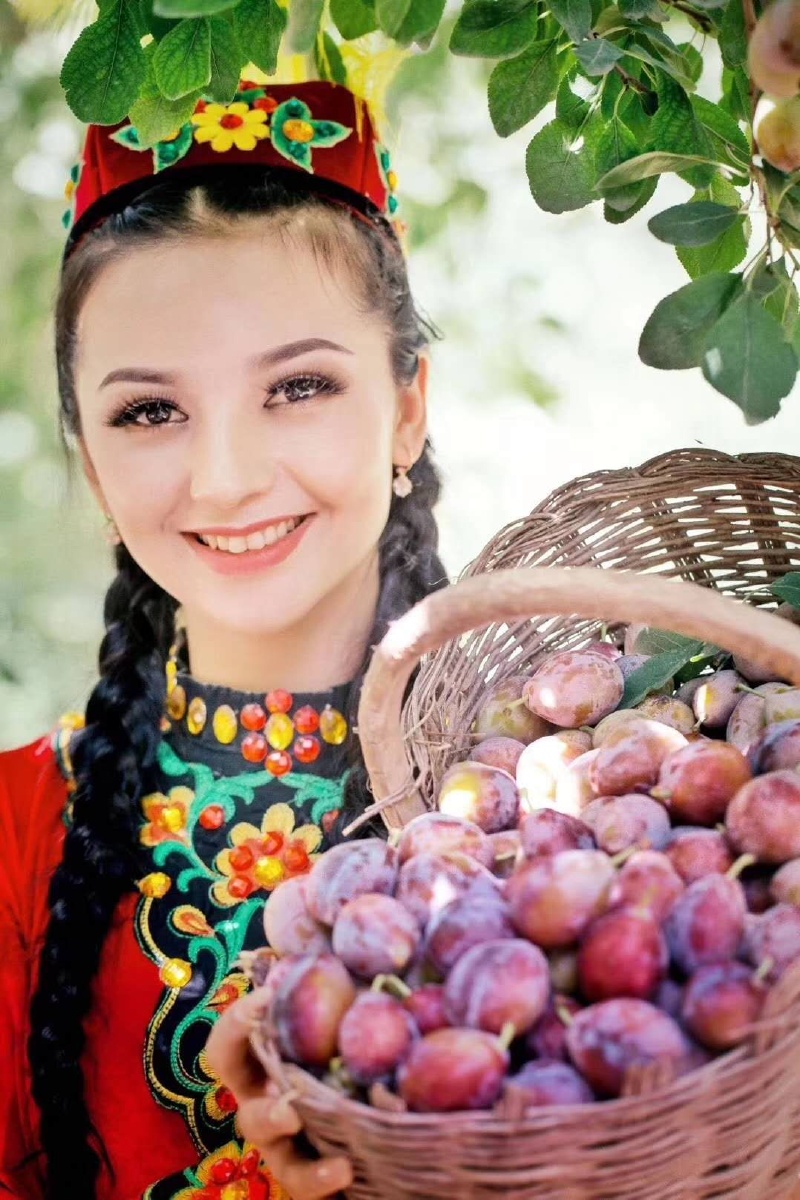 79丰收的季节西梅挂满枝头压弯了树梢西梅的甜蜜恰似古丽露出的迷人