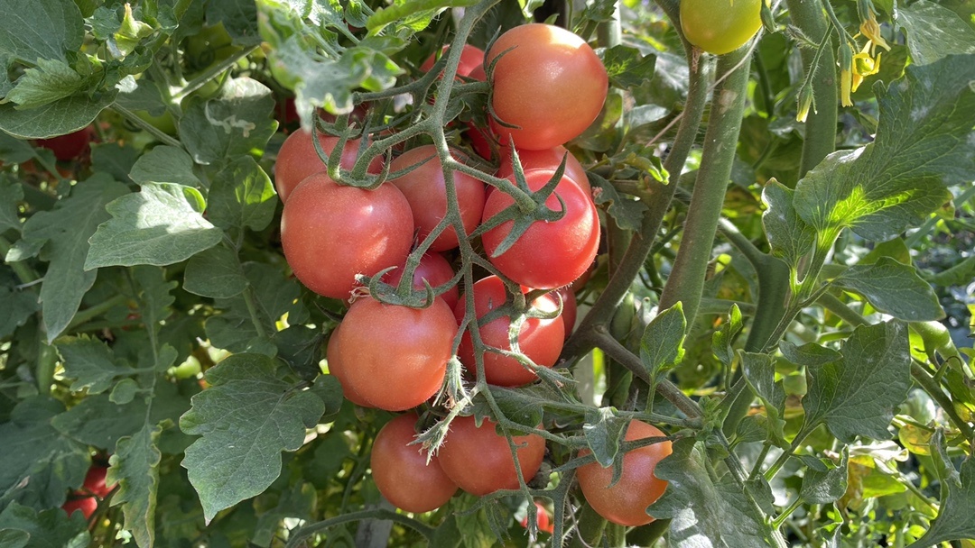 粉贝贝小番茄 不管是在树阴下还是阳光下贝贝们都可以完美展现自己出