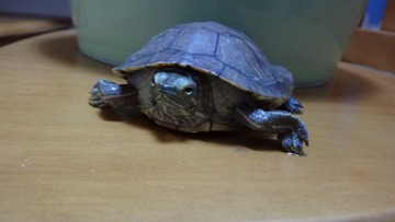 乌龟