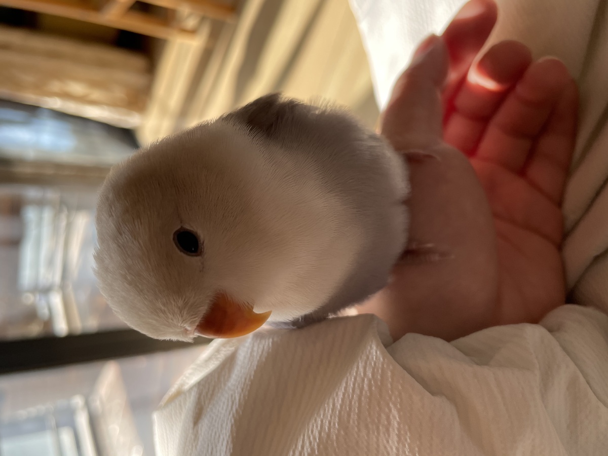 牡丹鹦鹉薰衣草色