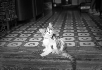 SDIM0835