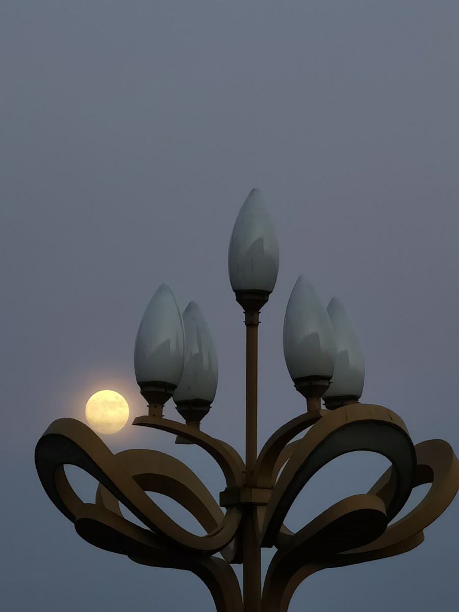 路灯树梢托起一轮皎洁