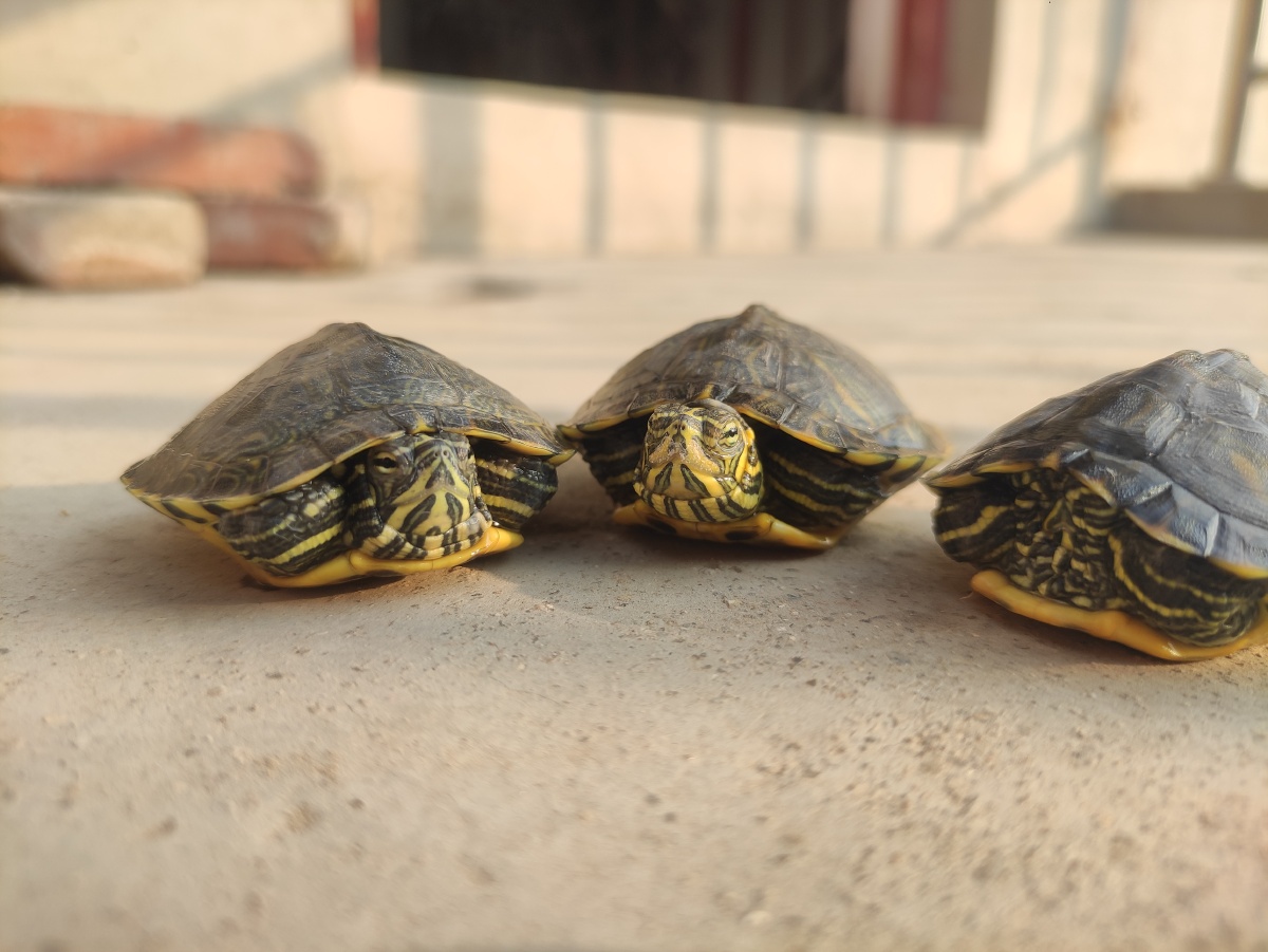 雨后晒太阳的黄耳龟