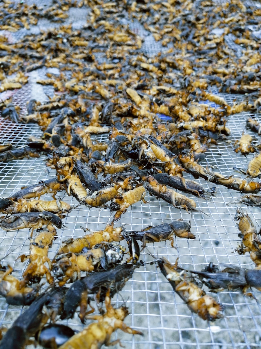 一开始我以为晒蘑菇走近才发现东北管它叫地喇姑头一次看见