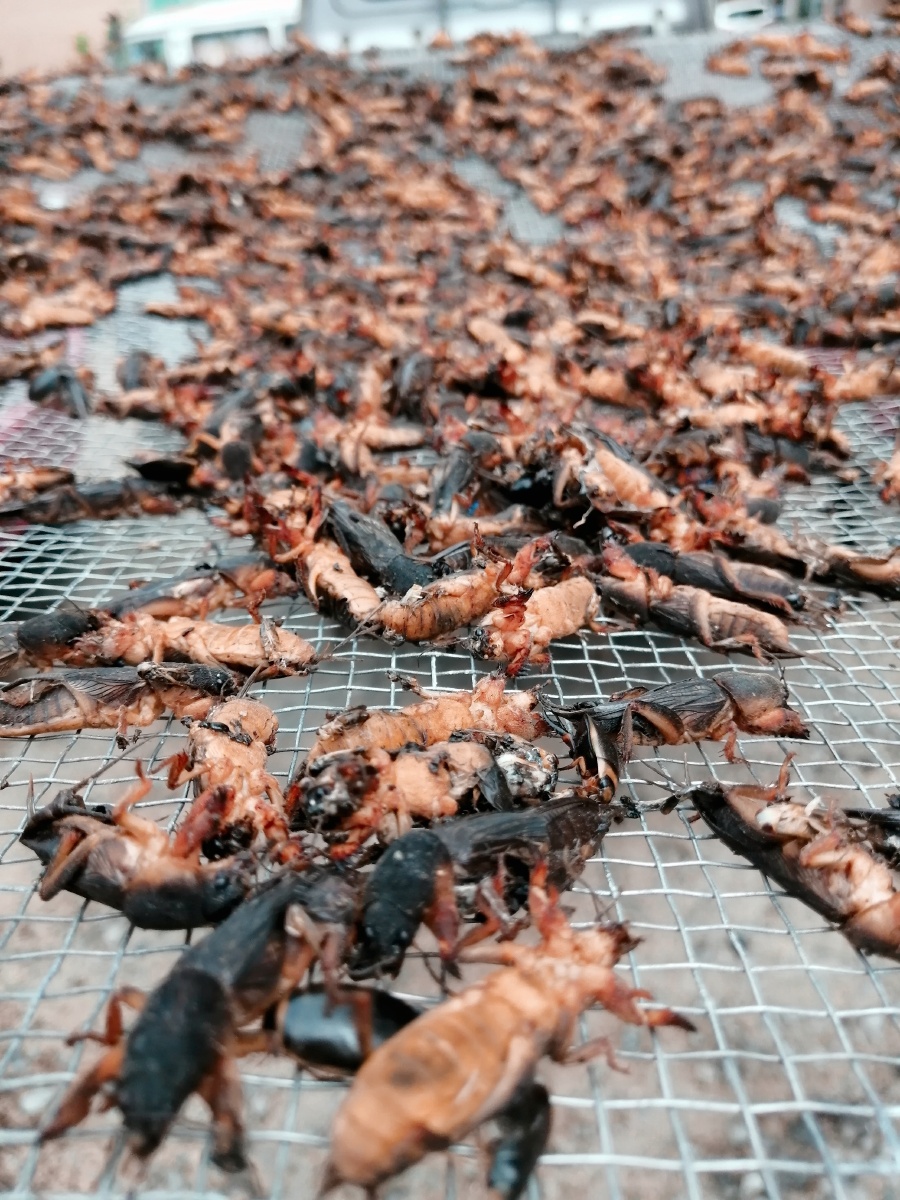 一开始我以为晒蘑菇走近才发现东北管它叫地喇姑头一次看见