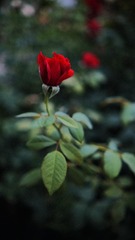 15F8145C-94B3-4E53-A456-200AF85BC05B/L0/001