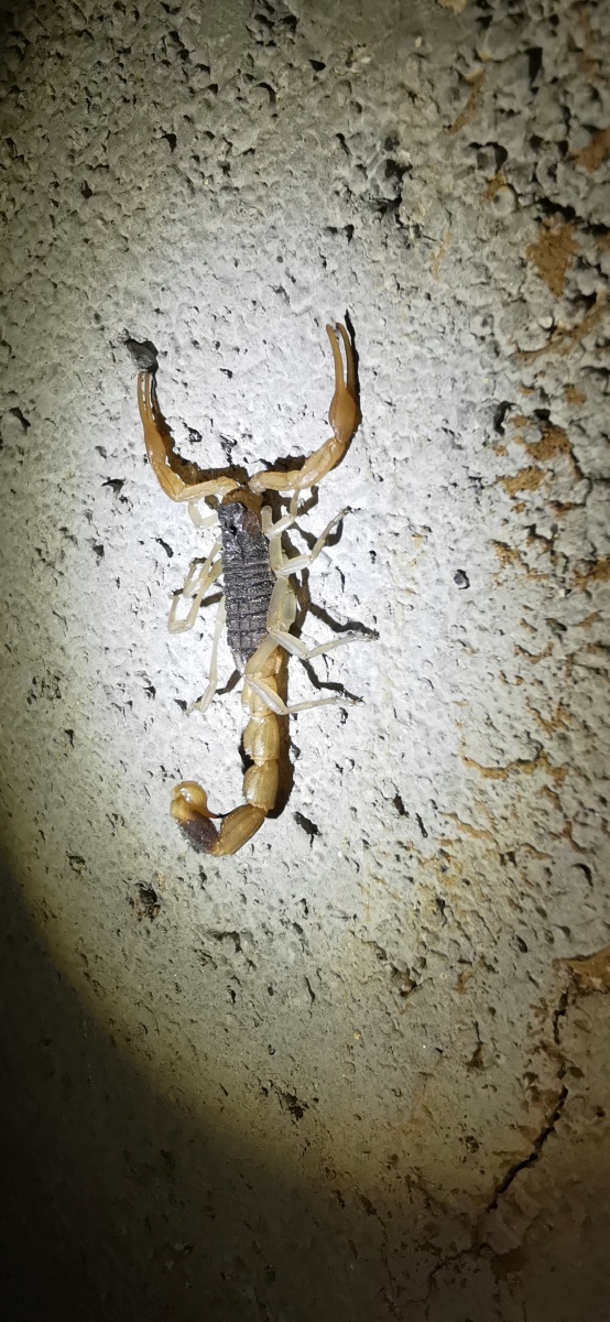 夜晚的蝎子 - 霁月修罗 - 图虫