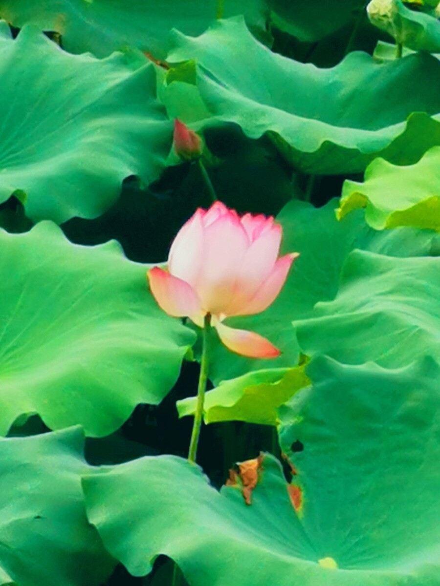 碧莲开